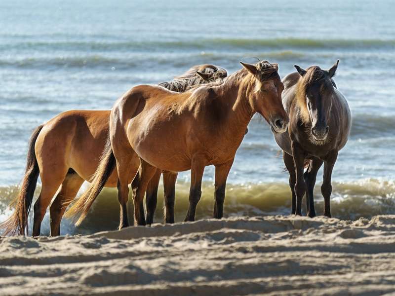 Corolla Rentals near Wild Mustang Sanctuary