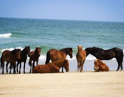 Corolla Wild Horses