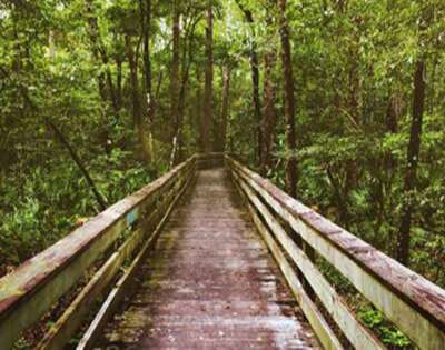 Kitty Hawk Woods Coastal Reserve